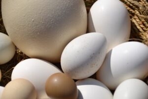 Egg Basket Ostrich Egg Goose Egg  - Innviertlerin / Pixabay