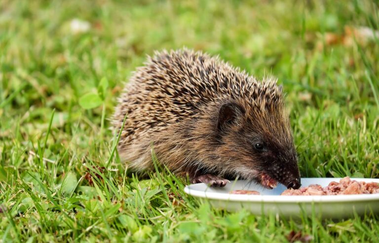 gray and black hedgehog eating on plate