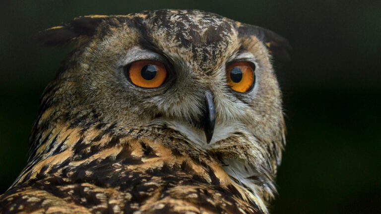 Owl Bird Portrait Nocturnal  - michel78250 / Pixabay