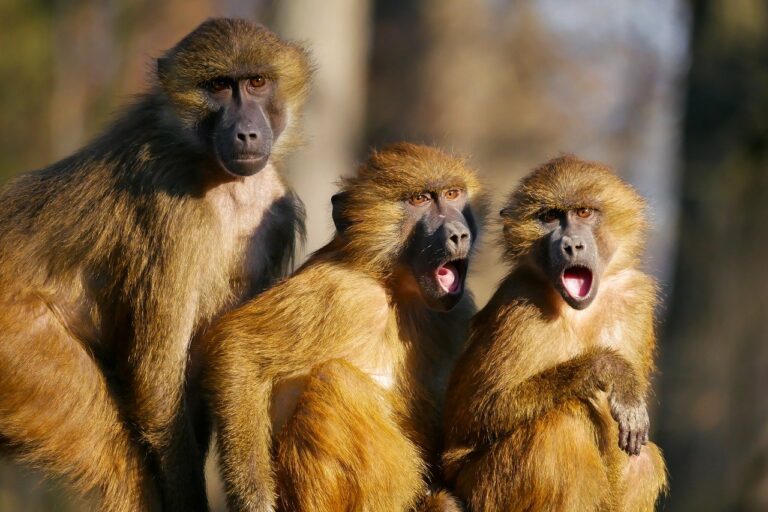 Animals Ape Baboon Three Monkeys  - blende12 / Pixabay
