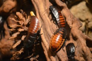 Cockroaches Animals Insect  - Assekuranz24 / Pixabay